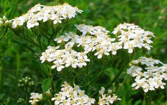 Деревій звичайний