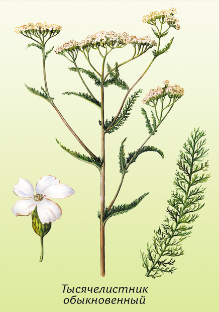 Тысячелистник обыкновенный: история и легенды