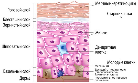 признаки фотостарения на уровне строения тканей