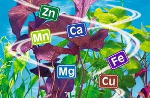 состав морских водорослей