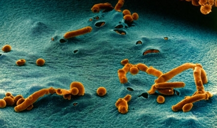 нистатин и молочница