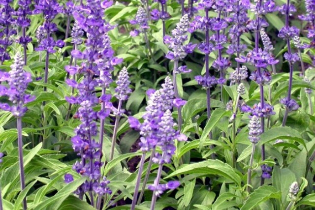 польза шалфея для красоты и здоровья